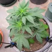 🦍Gorilla👩🏻‍🍳Cookies by Seed Stockers