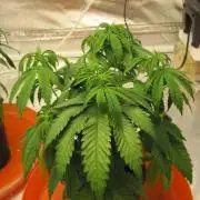 Gelatdos Jabb... My crossing.