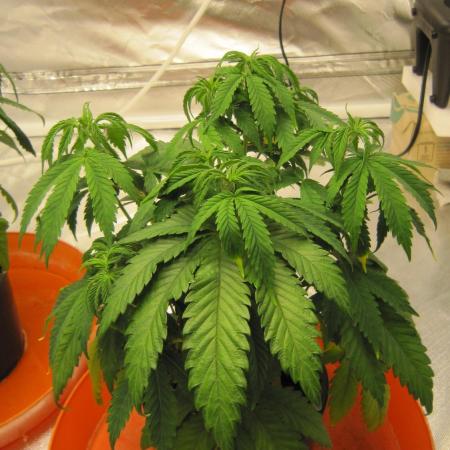 Gelatdos Jabb... My crossing.