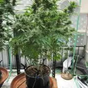 M.A.C.-Sensible Seeds-Premium Selection