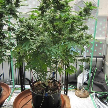 M.A.C.-Sensible Seeds-Premium Selection