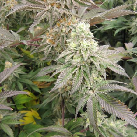 Best Clones... Showing off my...