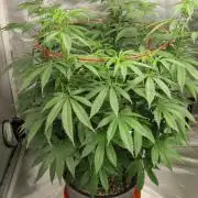 Gelatdos Jabb... My crossing.