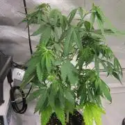 Kush Mints - Minty Flavor Hunt