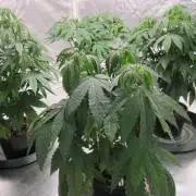 💪🔥⚡ Hulk OG - by IZI