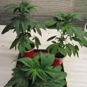 🦍Gorilla👩🏻‍🍳Cookies by Seed Stockers