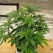 M.A.C.-Sensible Seeds-Premium Selection