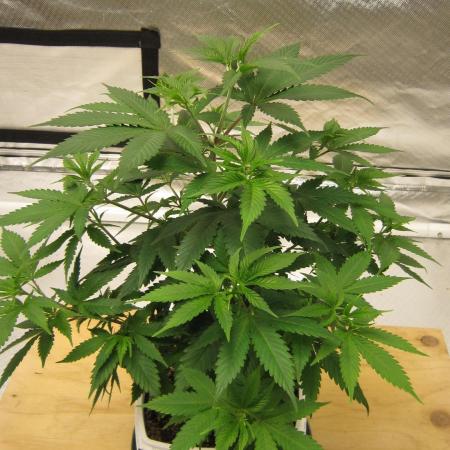 M.A.C.-Sensible Seeds-Premium Selection