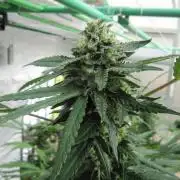 Gorilla Gelato - Ganja Seeds