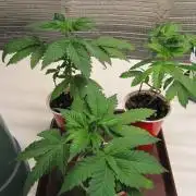 🦍Gorilla👩🏻‍🍳Cookies by Seed Stockers