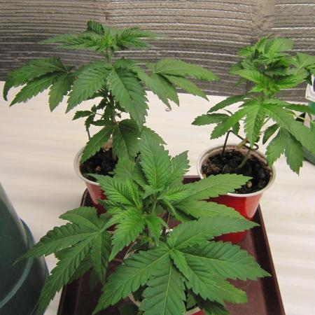 🦍Gorilla👩🏻‍🍳Cookies by Seed Stockers