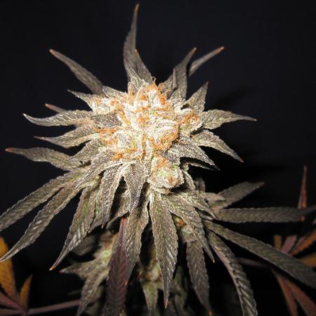 Best Clones... Showing off my...