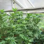 M.A.C.-Sensible Seeds-Premium Selection