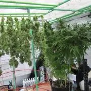 Gorilla Gelato - Ganja Seeds