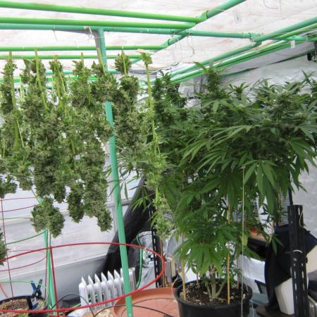 Gorilla Gelato - Ganja Seeds