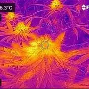 🍋 Lemon 🍊 Mandarin 😎 🤗 🤩