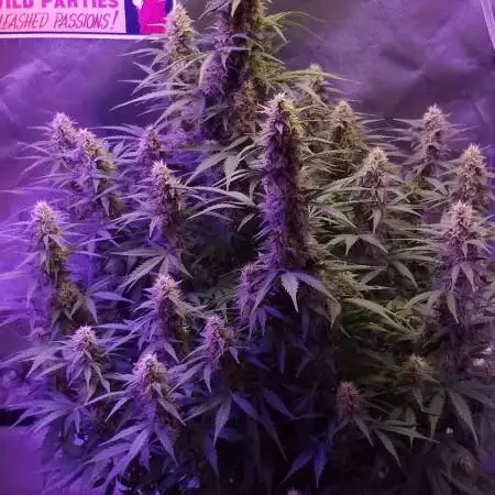 Dutch Passion White Widow Auto