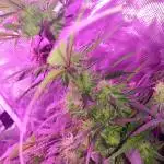 Royal Bluematic AUTO (RQS Bank)