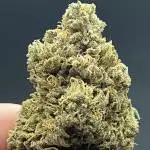 Fastbuds Forbidden Runtz