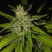 Mango sherbet auto