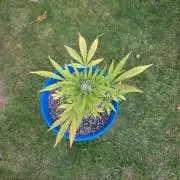 Mango sherbet auto