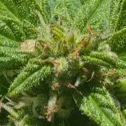 Mango sherbet auto