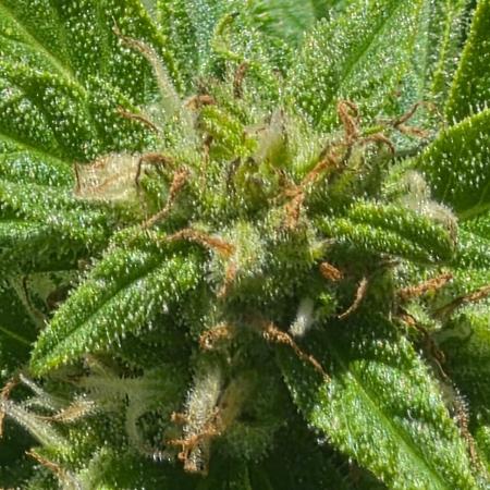 Mango sherbet auto