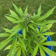 Mango sherbet auto