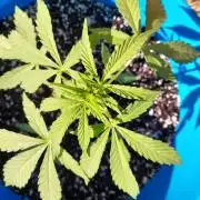 Mango sherbet auto