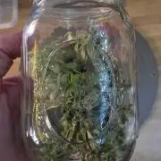Mango sherbet auto