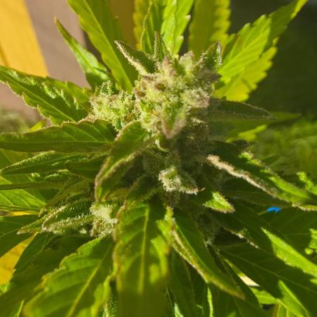 Mango sherbet auto