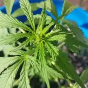 Mango sherbet auto
