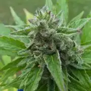 Mango sherbet auto