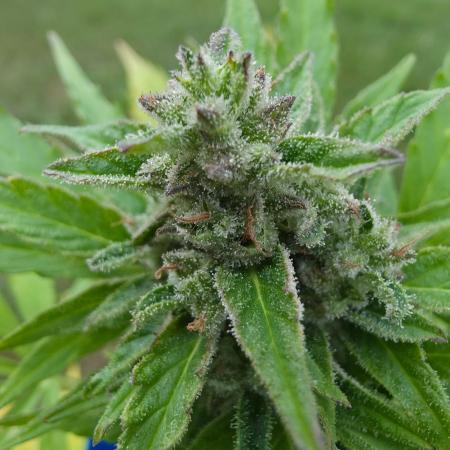 Mango sherbet auto