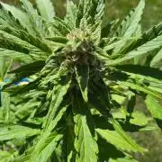 Mango sherbet auto