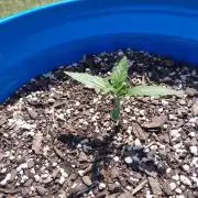 Mango sherbet auto