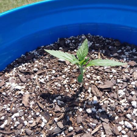 Mango sherbet auto