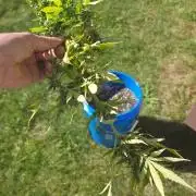 Mango sherbet auto