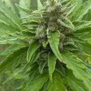 Mango sherbet auto