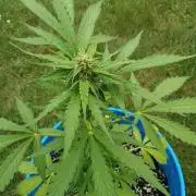 Mango sherbet auto