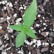 Mango sherbet auto