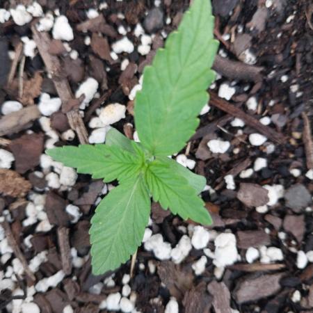 Mango sherbet auto