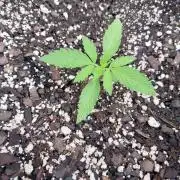 Mango sherbet auto