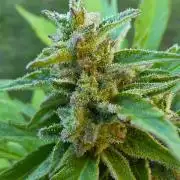 Mango sherbet auto