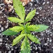 Mango sherbet auto