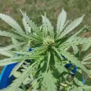 Mango sherbet auto