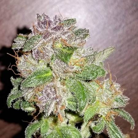 Outdoor FLO (Clone)