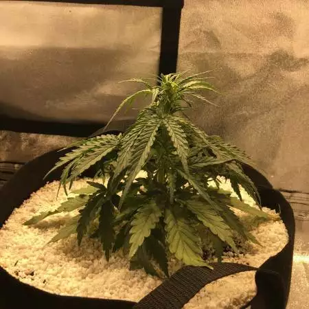 First Grow