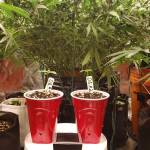 Double Grape Solo Cup Grow 