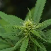 Chem Brulee By Zamnesia Pheno A